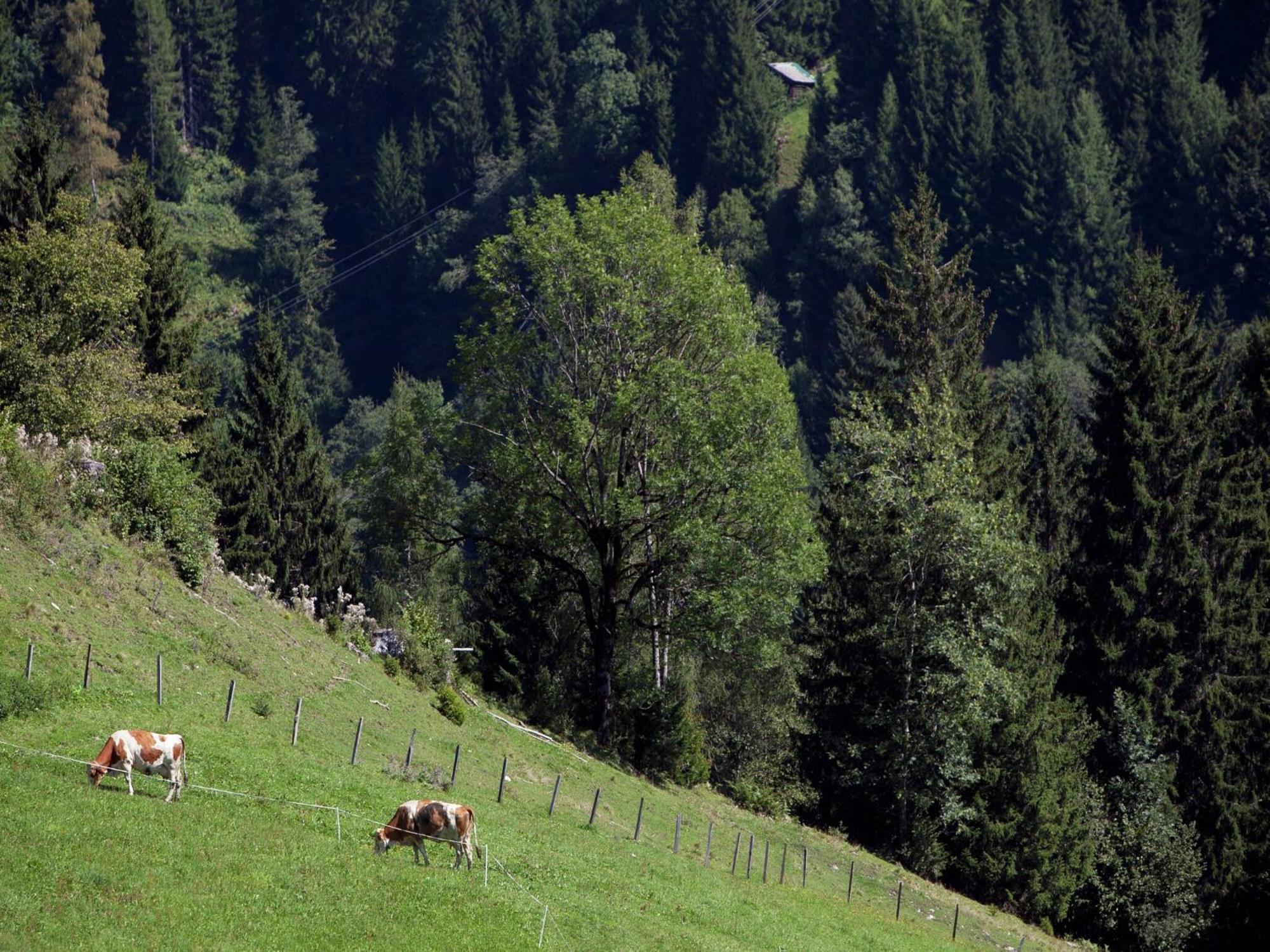 Apartment In Sankt Johann Im Pongau Near Ski Area Wagrain Zewnętrze zdjęcie